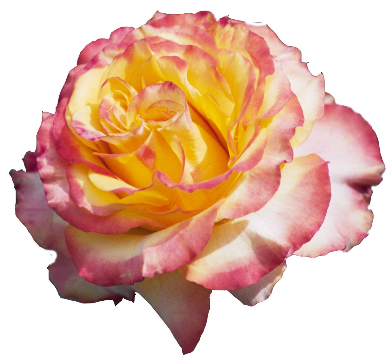 Free photo "Pinkandyellow rose"