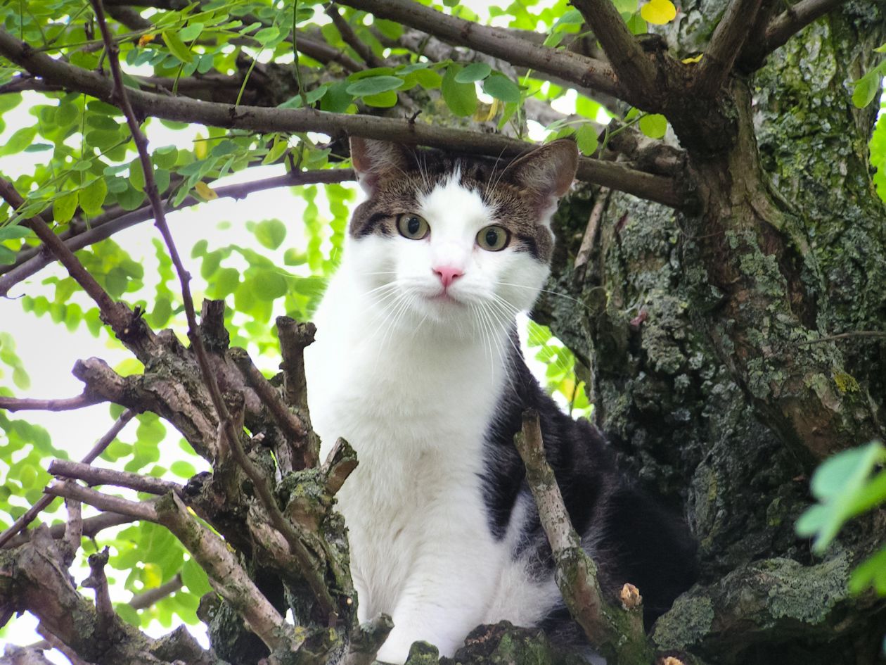 Free photo "Cat in tree"