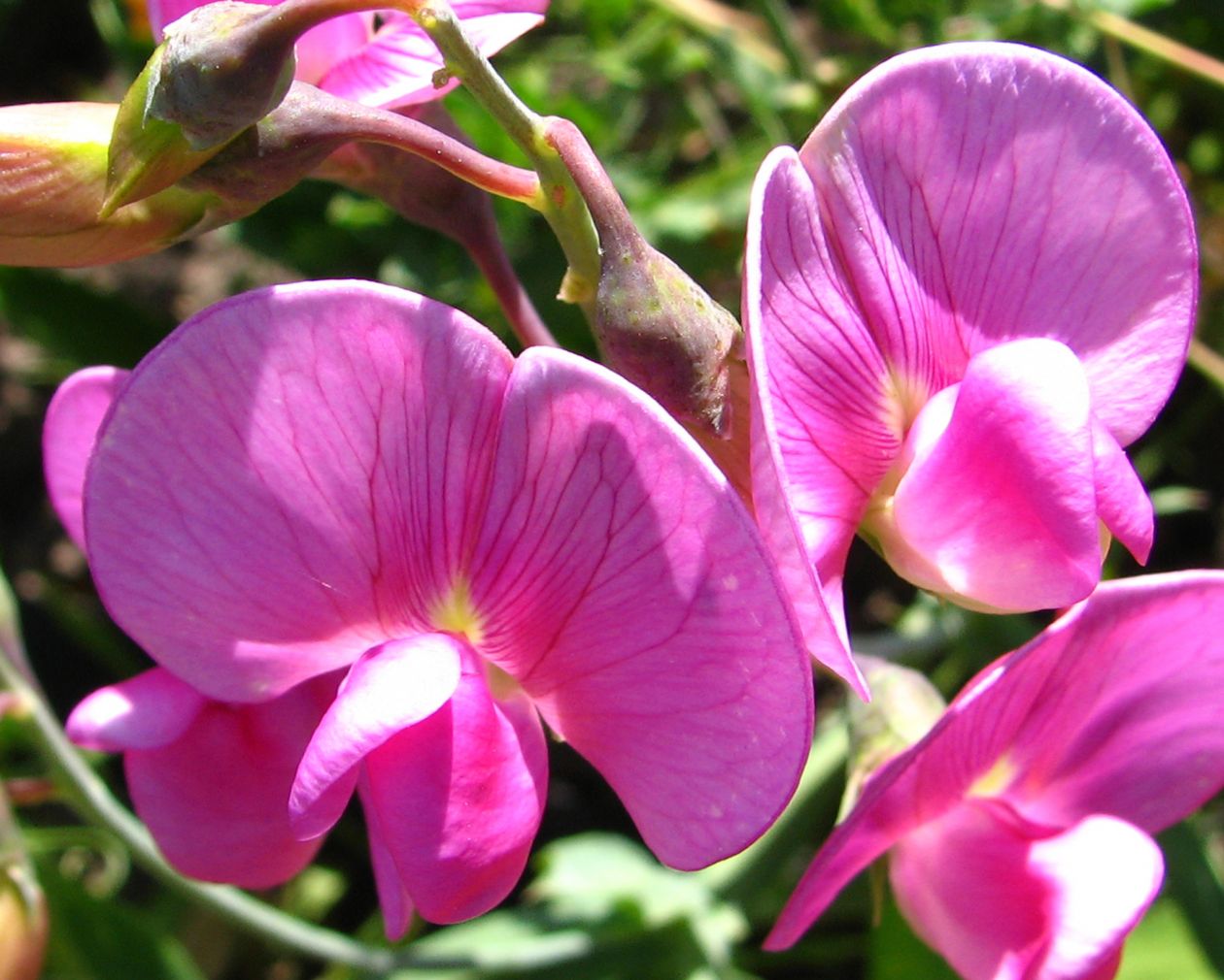 Free photo "Chaparral pea flowers"