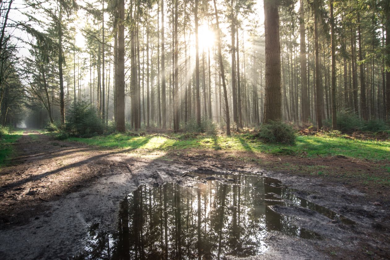 Free photo "Sunny morning in the forest"