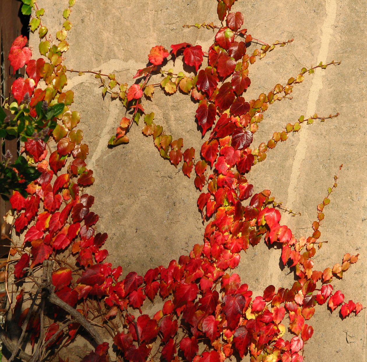 Free photo "Red leaves on tan wall"