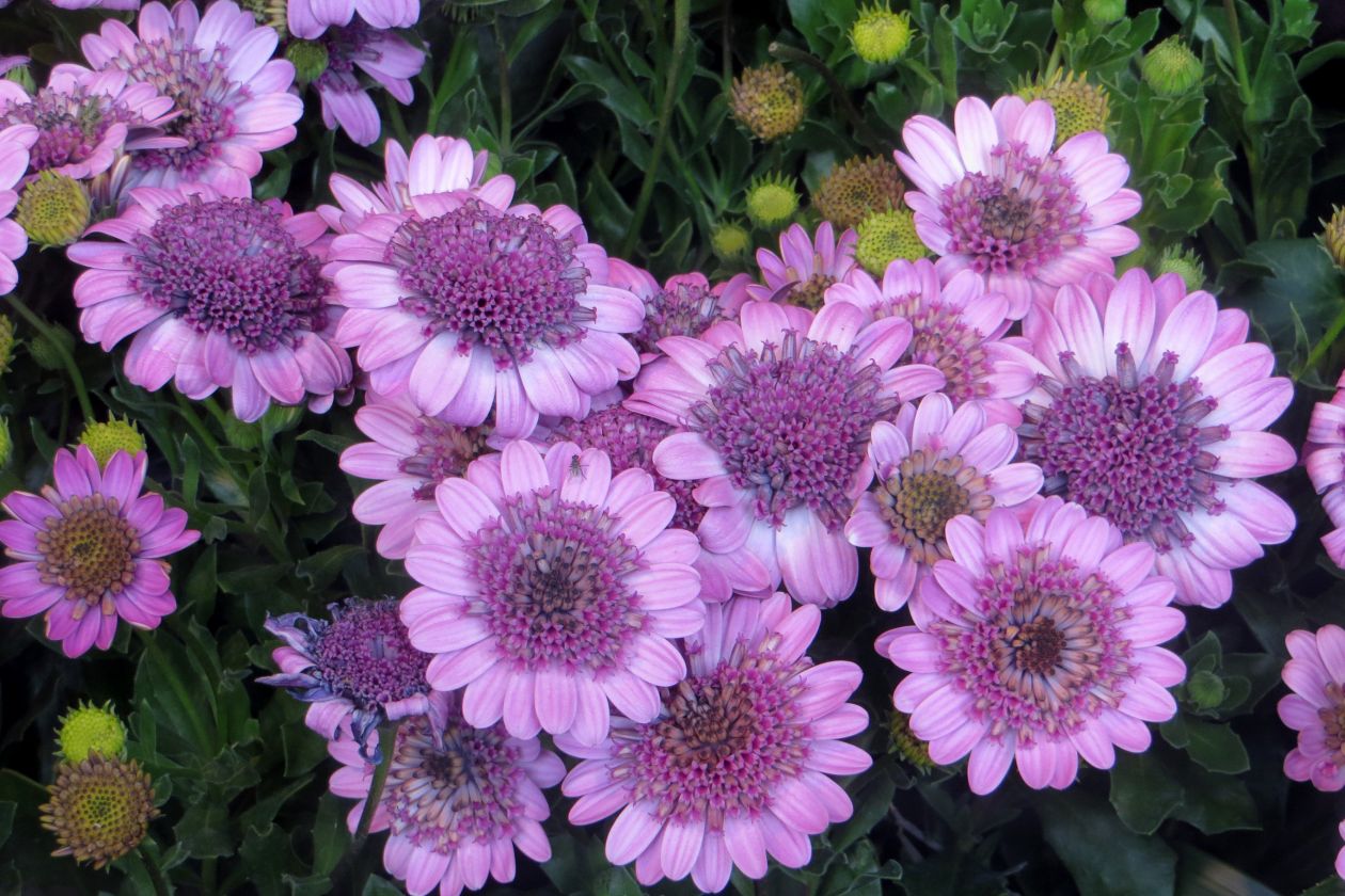 Free photo "Pink-violet flowers"