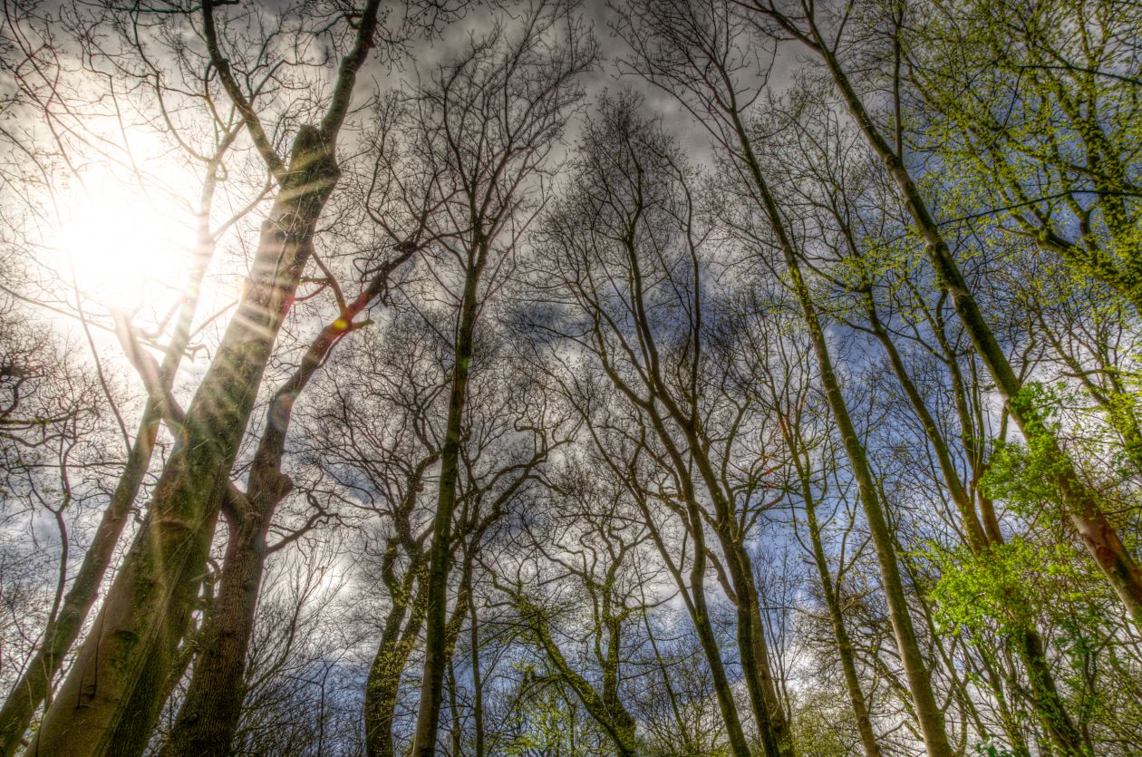 Free photo "Trees in high dynamic range"