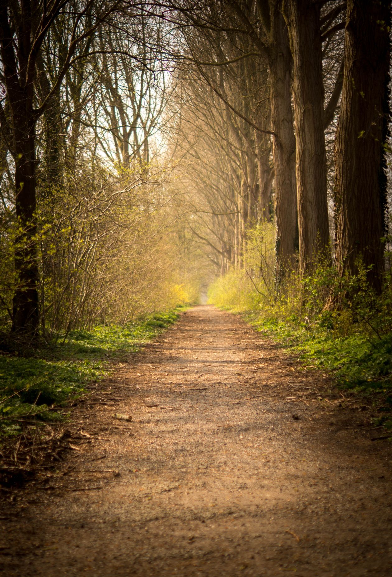 Free photo "Forest path"