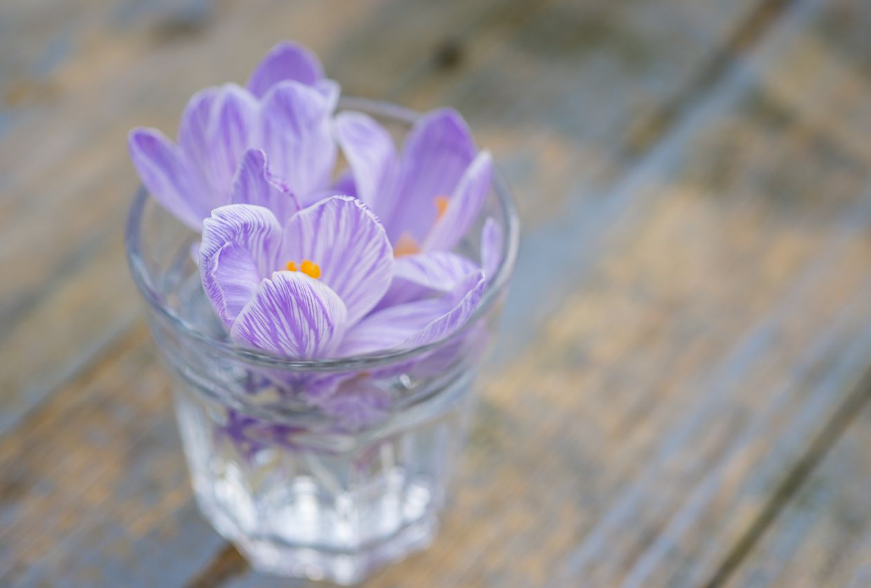 Free photo "Crocus"