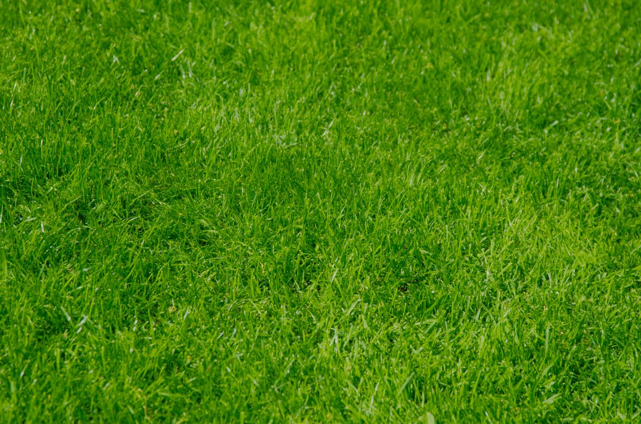 Free photo "Green grass field"