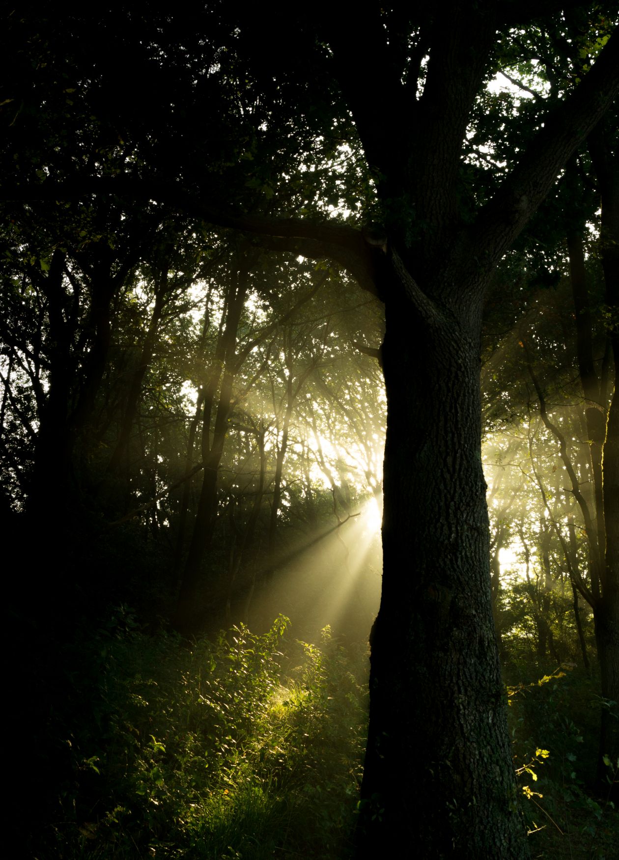 Free photo "Sunny forest"