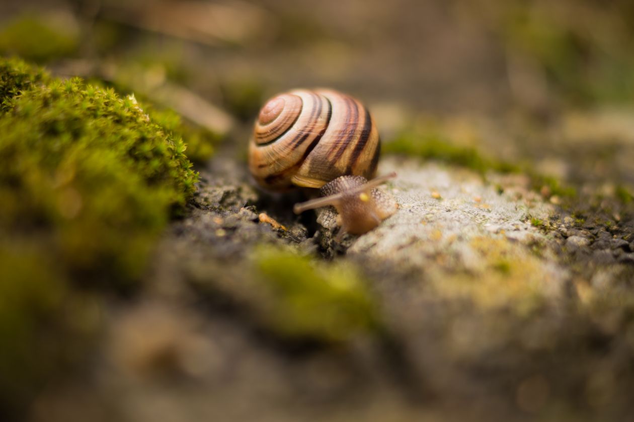 Free photo "Snail with house"