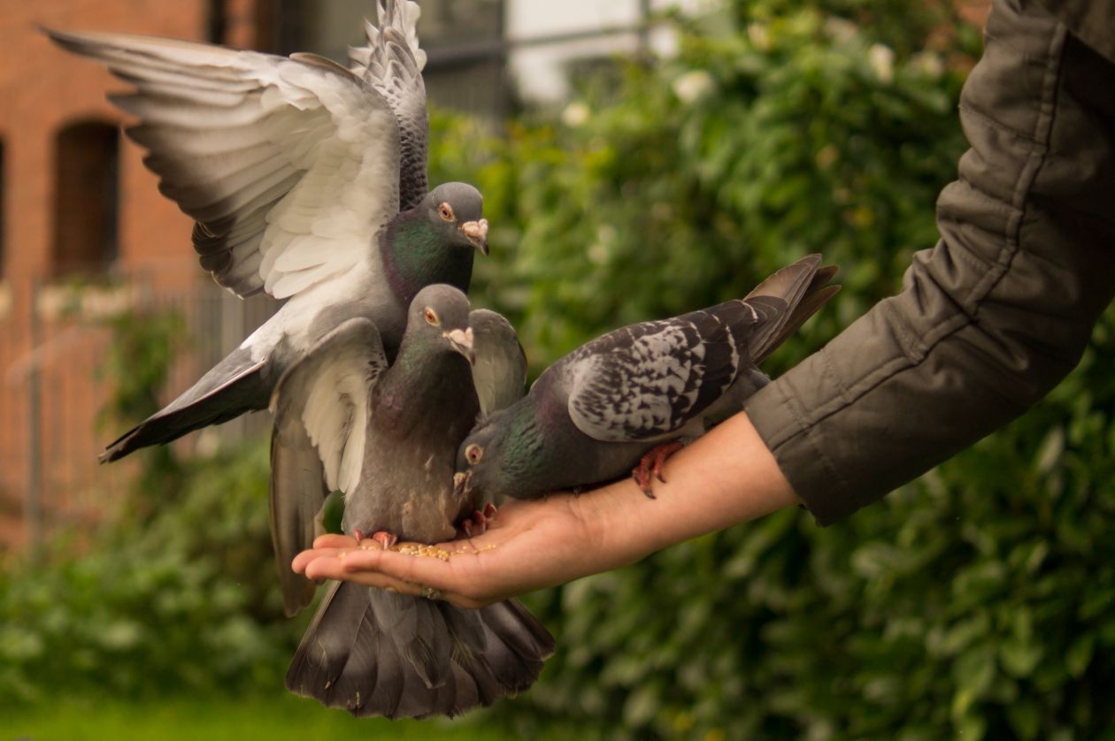 Free photo "Feeding the birds"