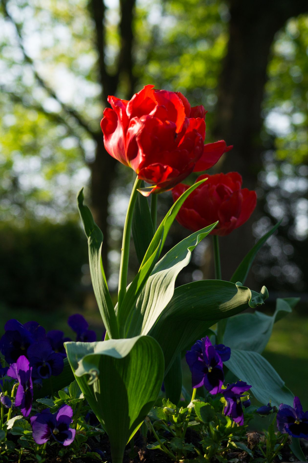 Free photo "Flowers in the sun"