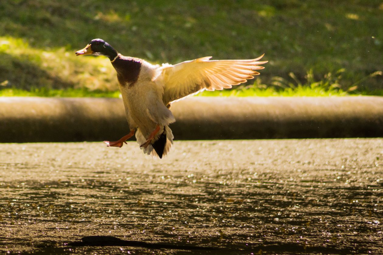 Free photo "Landing duck"