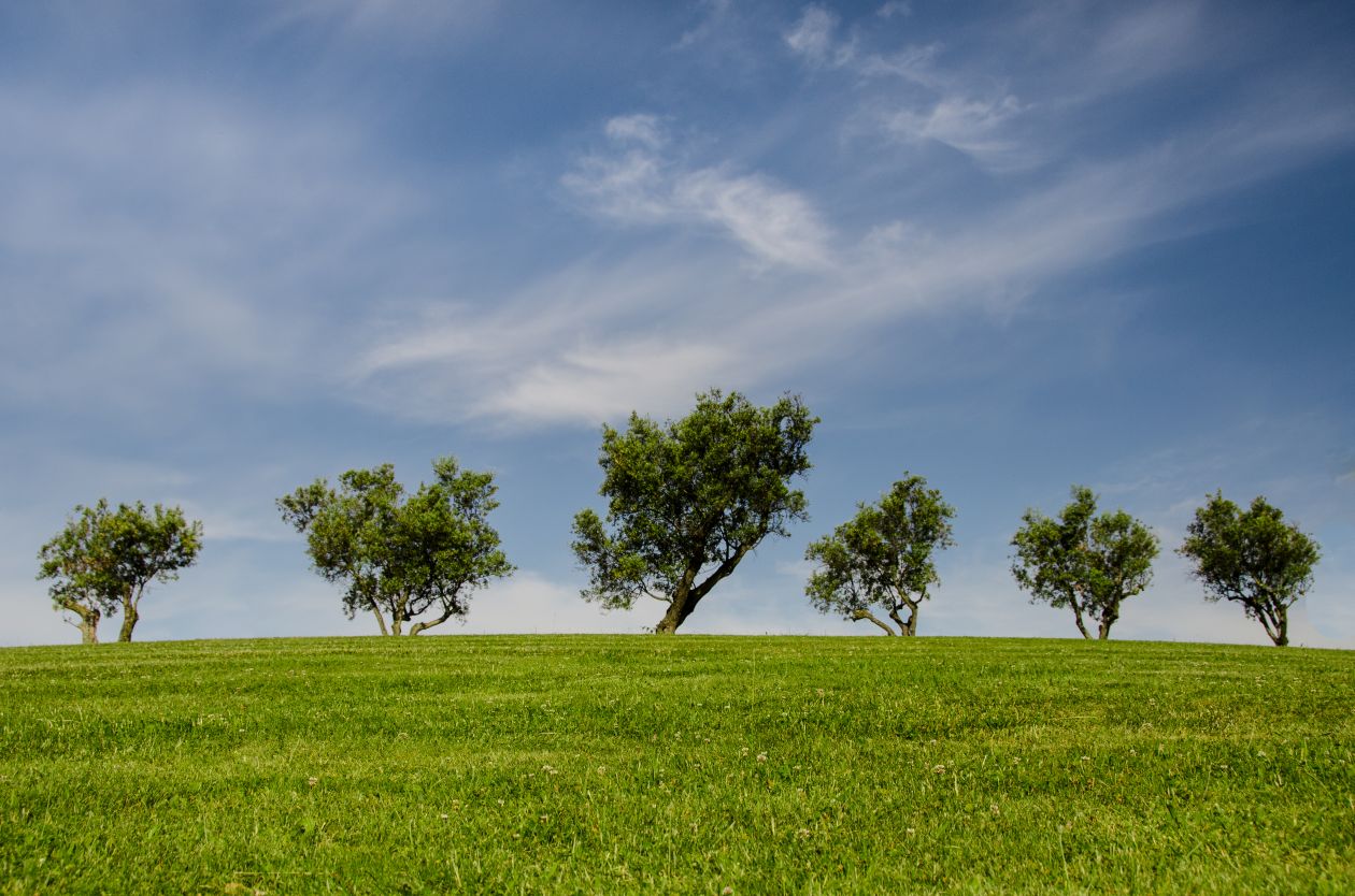 Free photo "Trees on a hill"