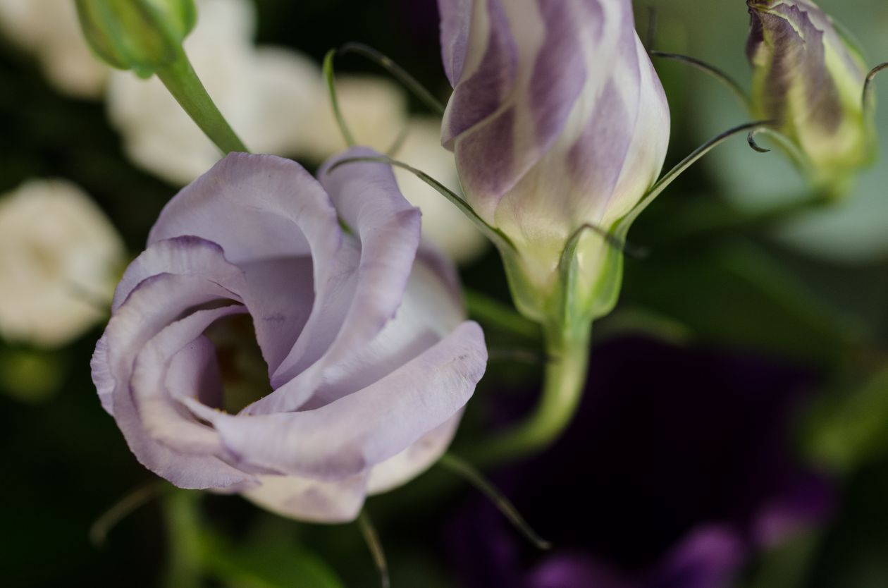 Free photo "Purple rose"