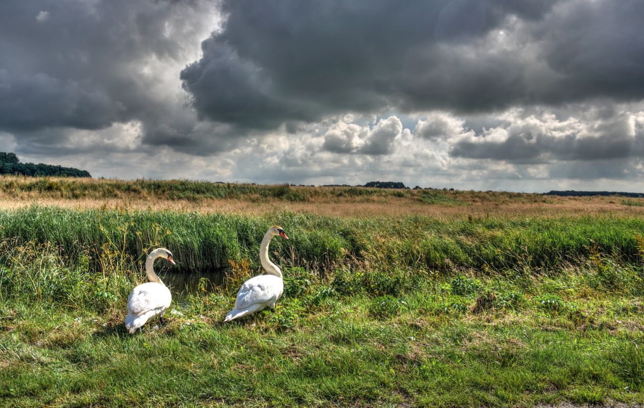 Free photo "A couple of swans"