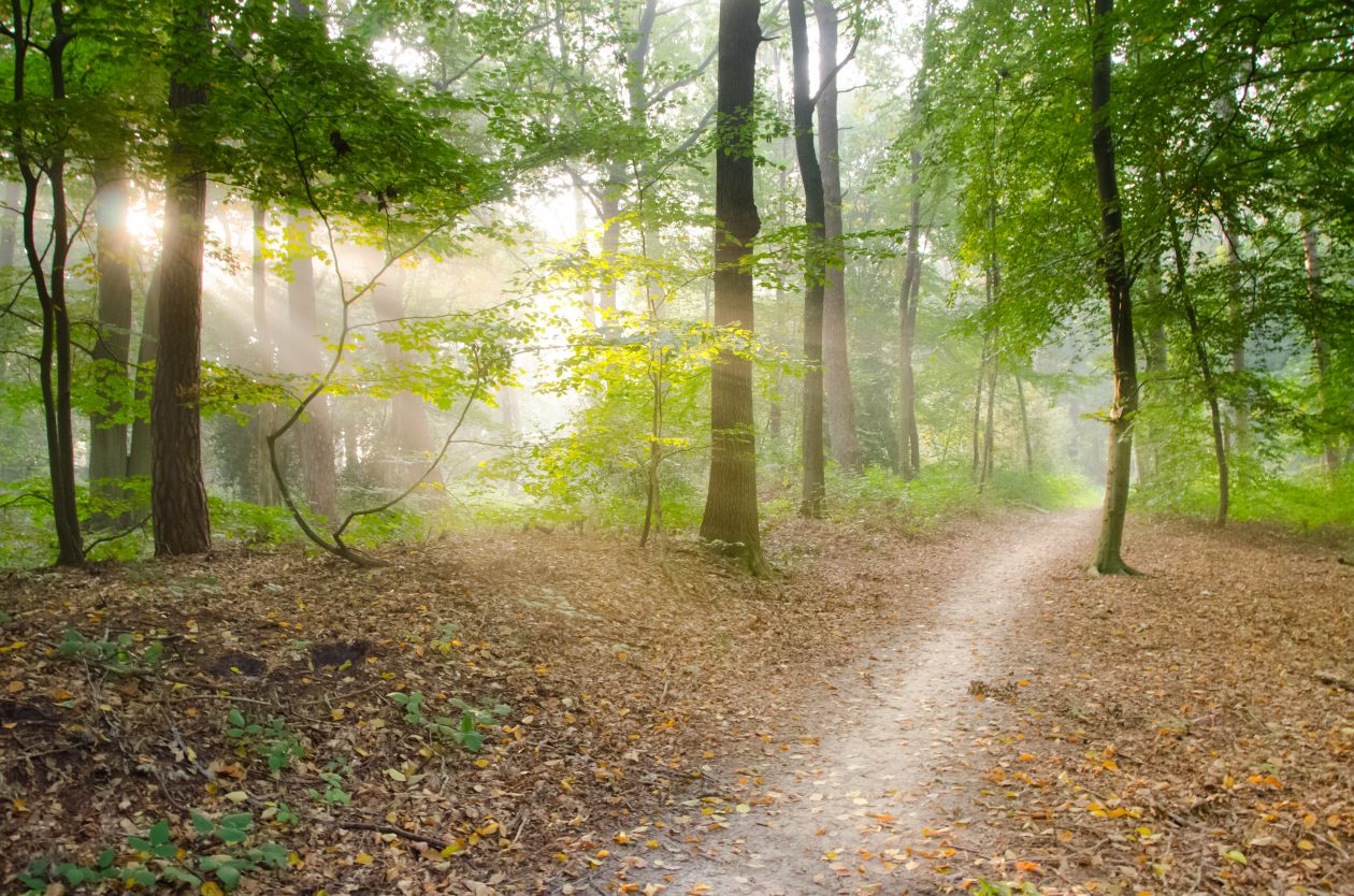 Free photo "Path in the forest"