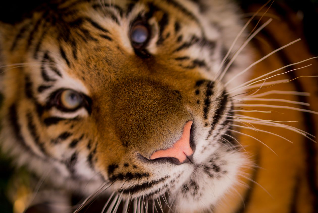 Free photo "Tiger close up"