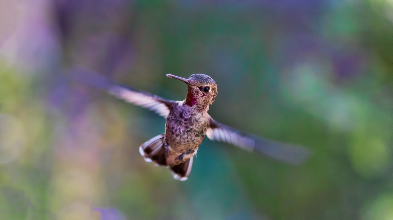 Free photo "Bird" by Bill Williams