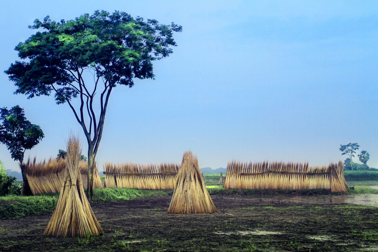 Free photo "Thatch" by Mohammad Yearuzzaman