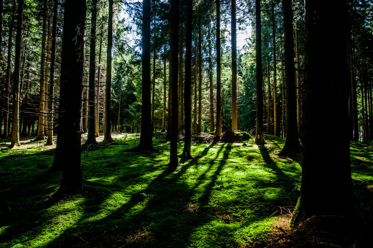 Free photo "Forest" by Sven Schlager