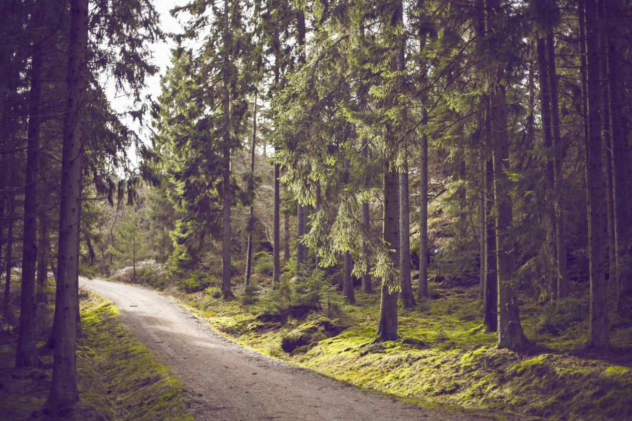 Free photo "Path" by Caspe Sparsoe