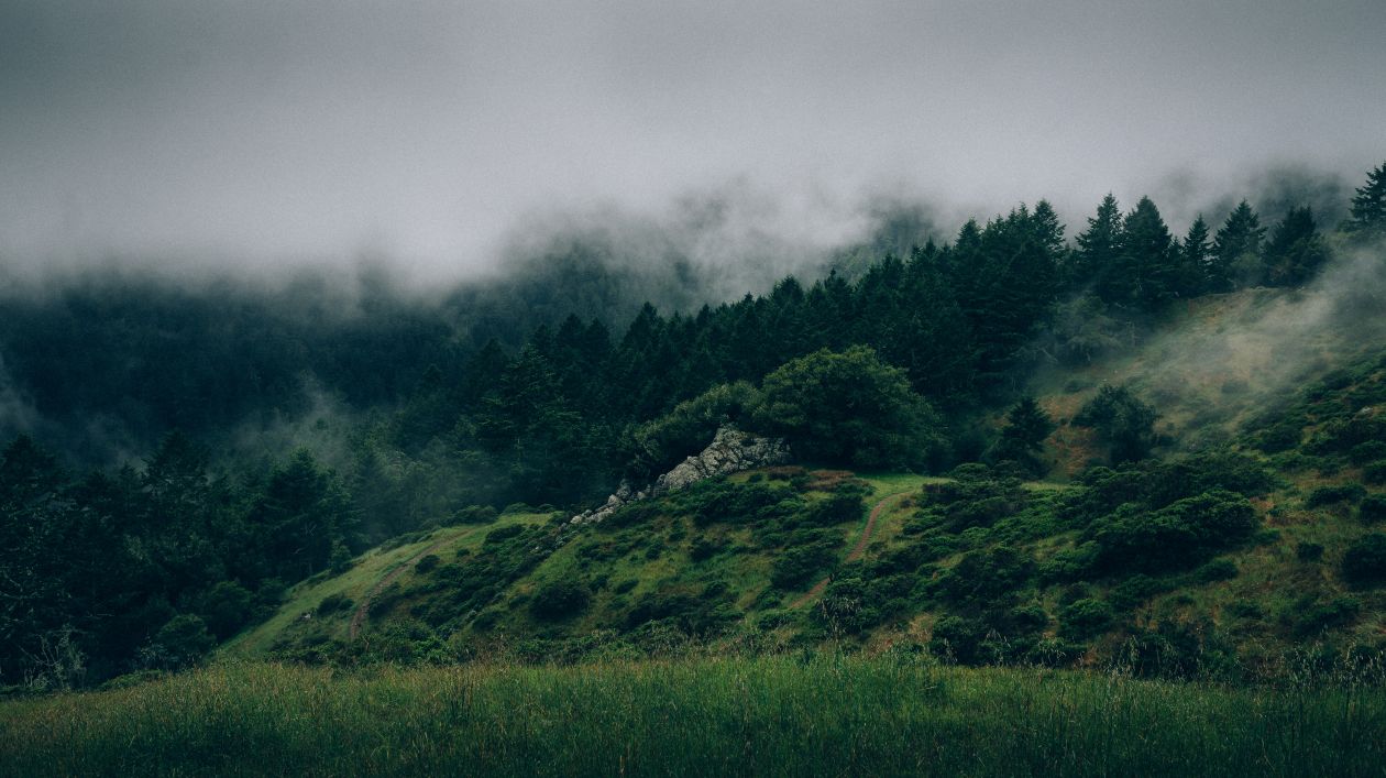 Free photo "Fog" by FORREST CAVALE