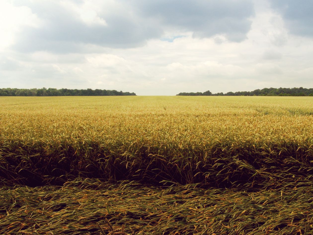 Free photo "Grain" by Cornelia Büchse