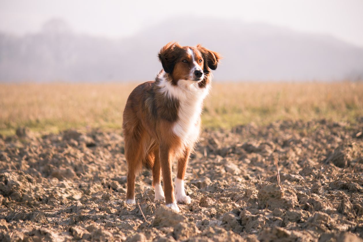 Free photo "Dog" by Julia Janeta