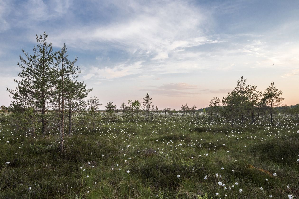 Free photo "Meadow" by Caroline Sada