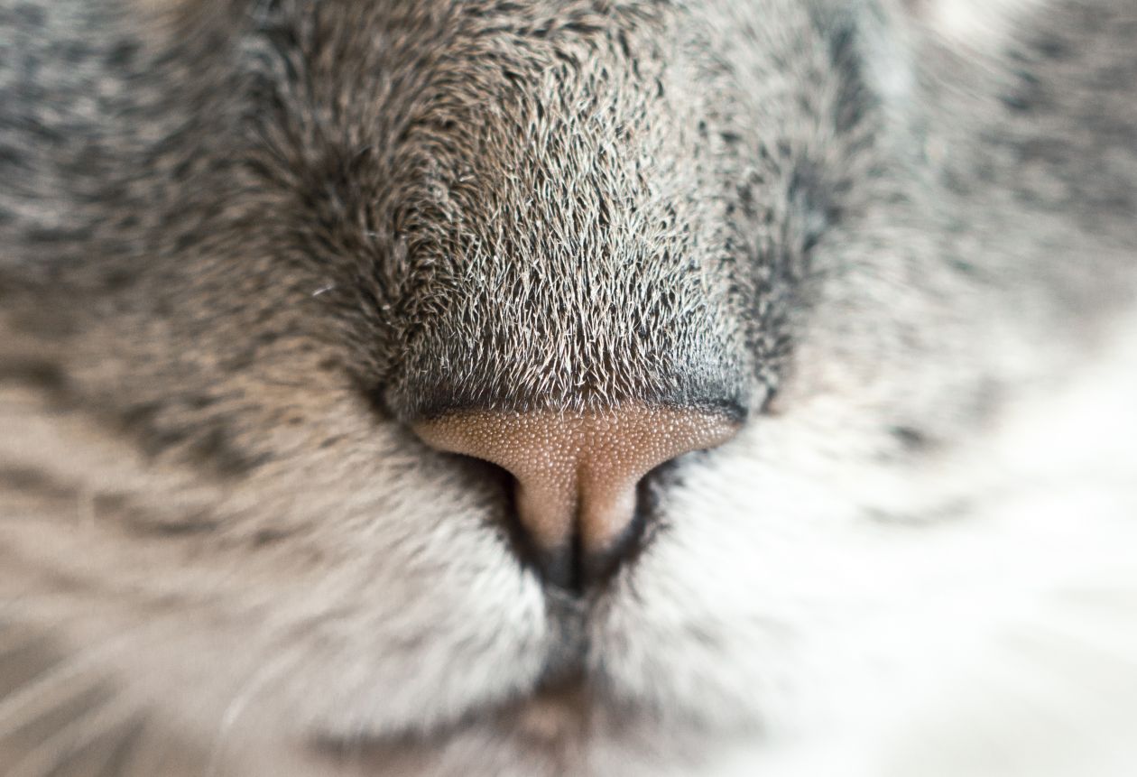 Free photo "Nose" by Ryan Mcguire