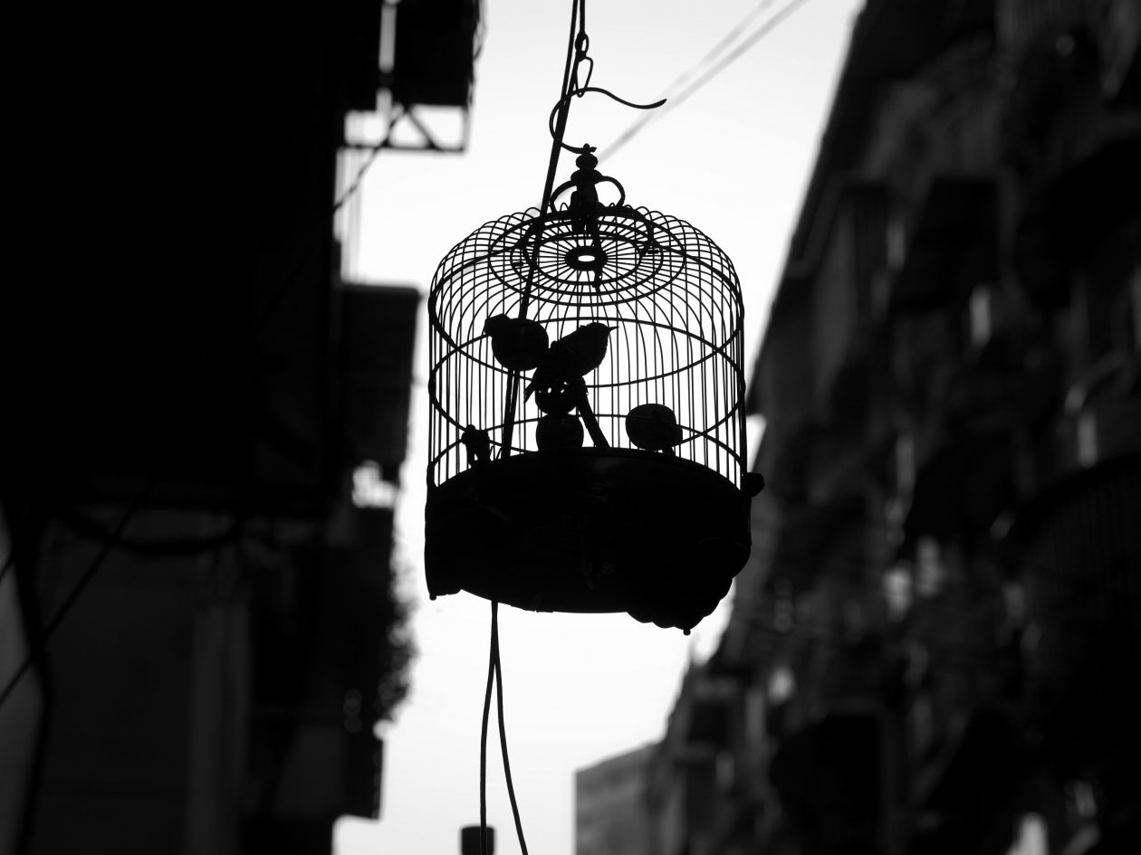 Free photo "Bird Cage"