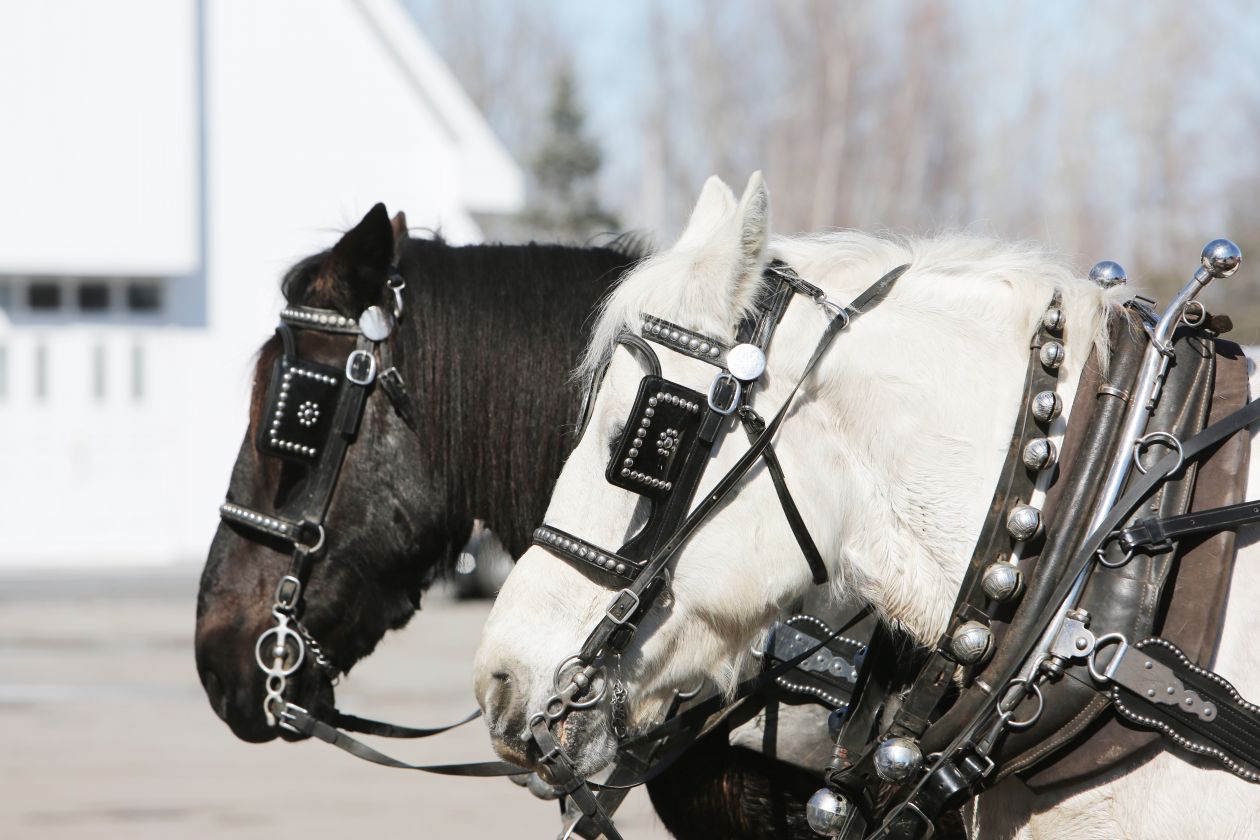 Free photo "Horses Outdoors"