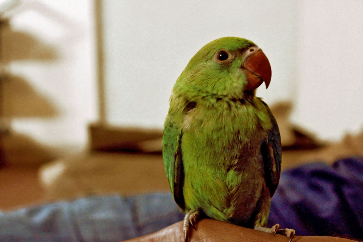 Free photo "Green feather"