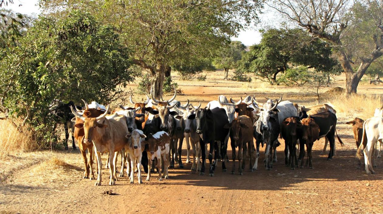 Free photo "Cows"