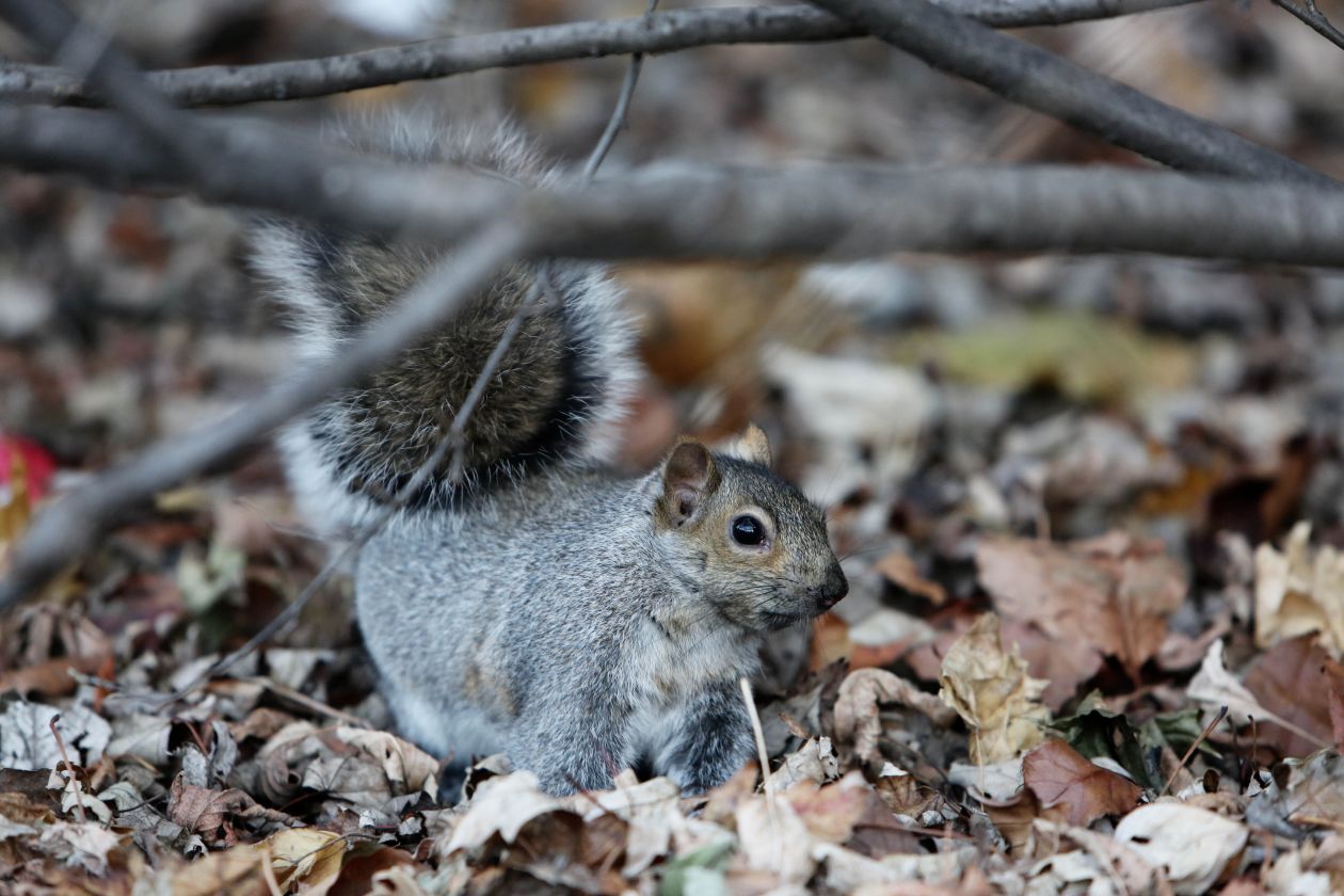 Free photo "Squirrel"