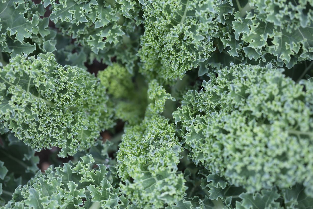 Free photo "Kale"