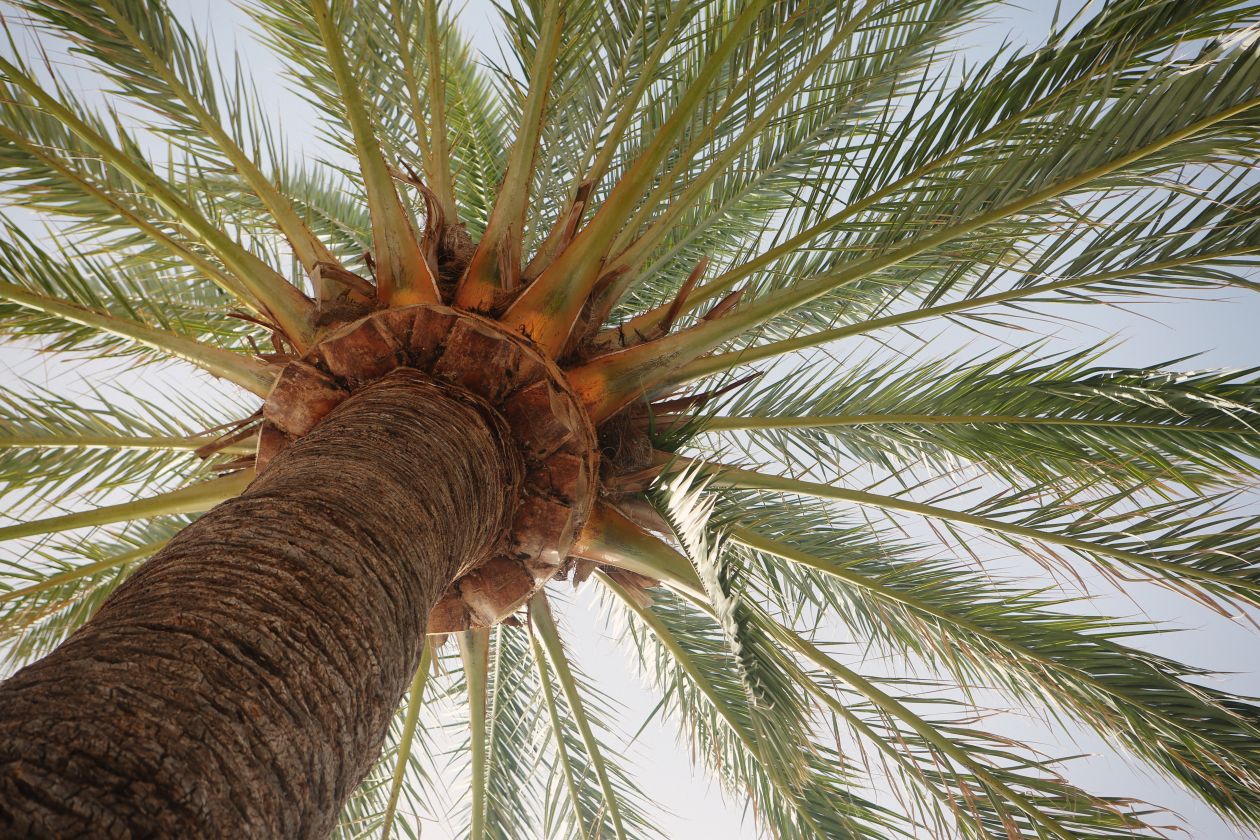 Free photo "Palm tree"