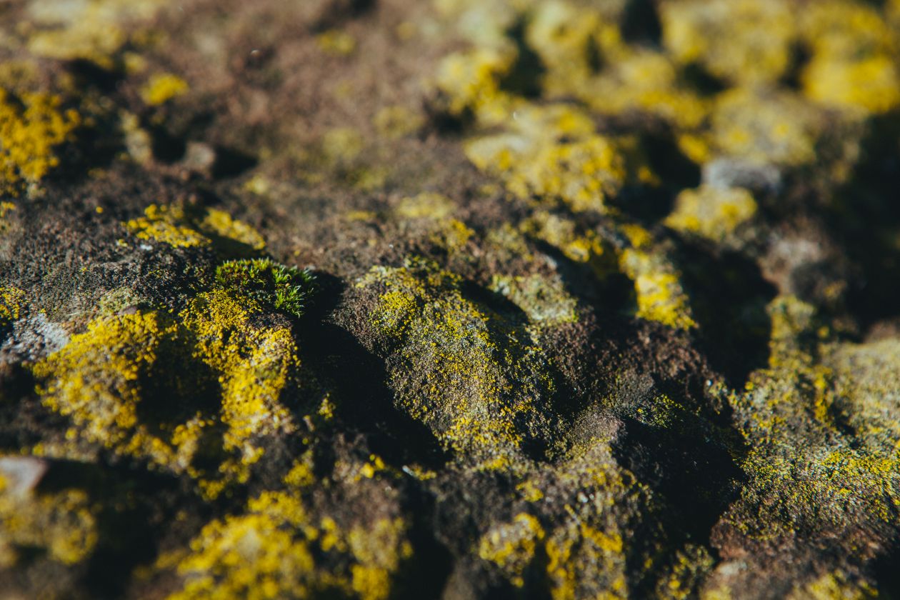 Free photo "Moss"