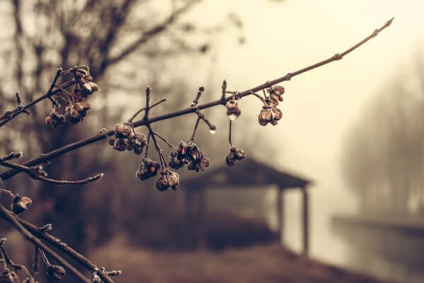 Rain Fog Tree Bud Branch Forest photo