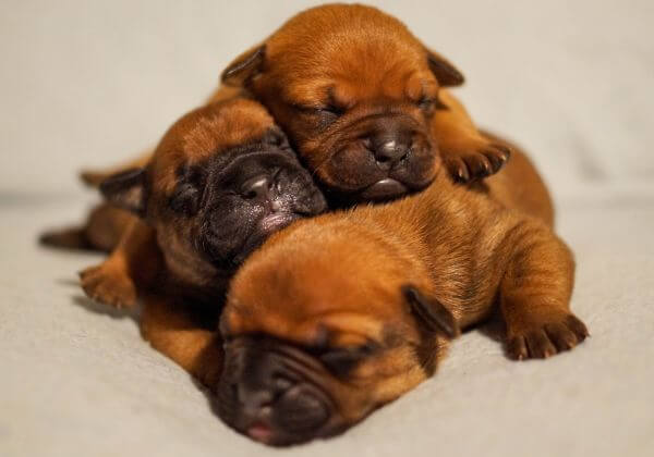 Cute pups photo
