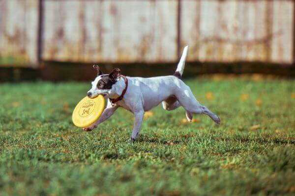 Dog photo