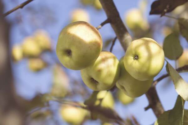 Apple photo