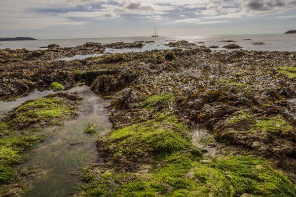 Seaweed photo