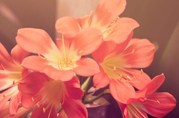Flower photo