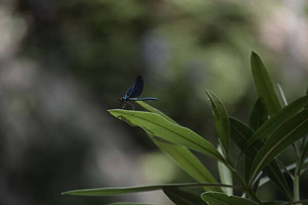 Insect photo