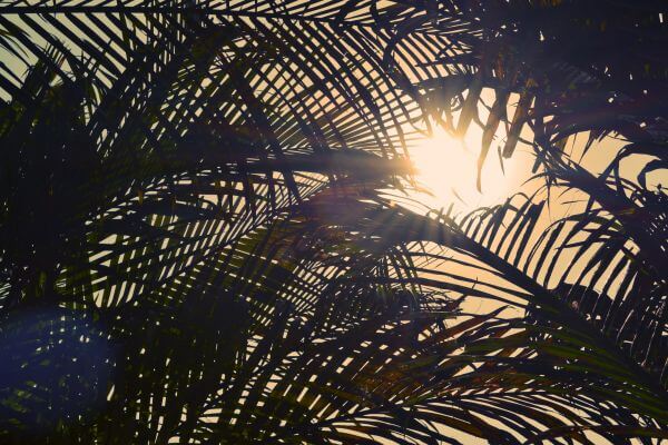 Under Palm Trees photo