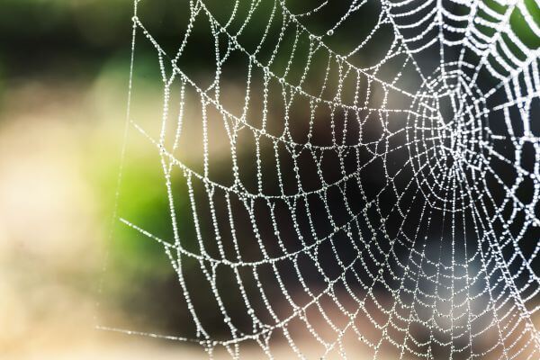 Arachnid photo
