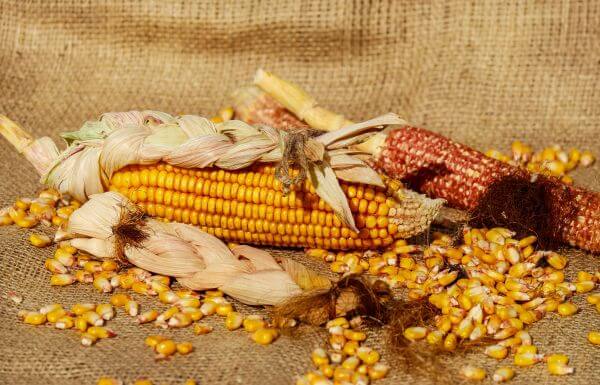 Agriculture photo