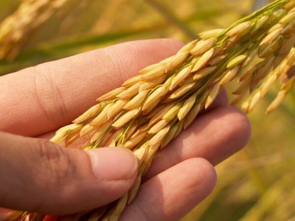 Agriculture photo