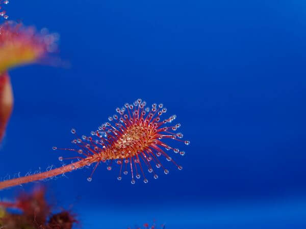 Drosera photo
