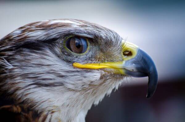 Animal photo